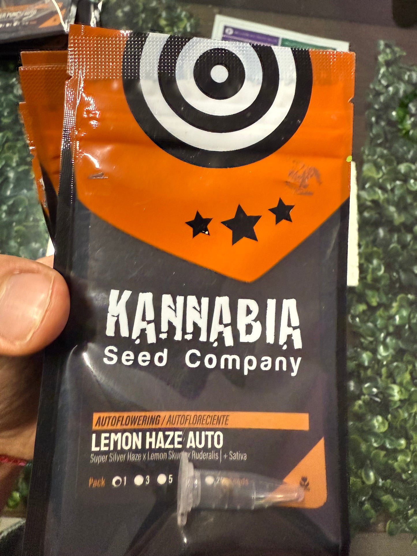 Lemon haze auto - Kannabia 1u
